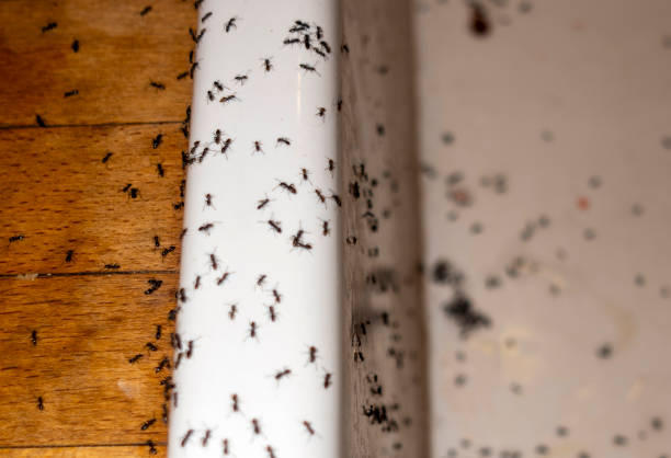 Best Termite Control Services  in Centre, AL